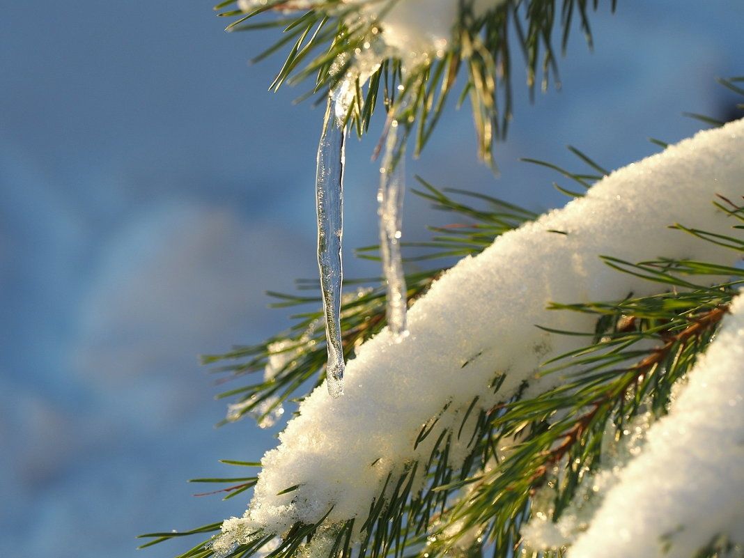 Старый Новый год Карелия встретит оттепелью