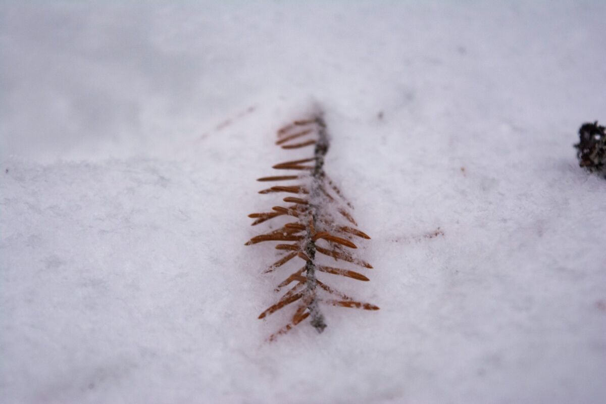 Южный ветер и снег, местами сильный. Прогноз погоды на 12 января