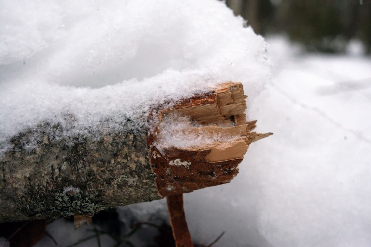 Снег и минус. Прогноз погоды в Карелии на 24 января