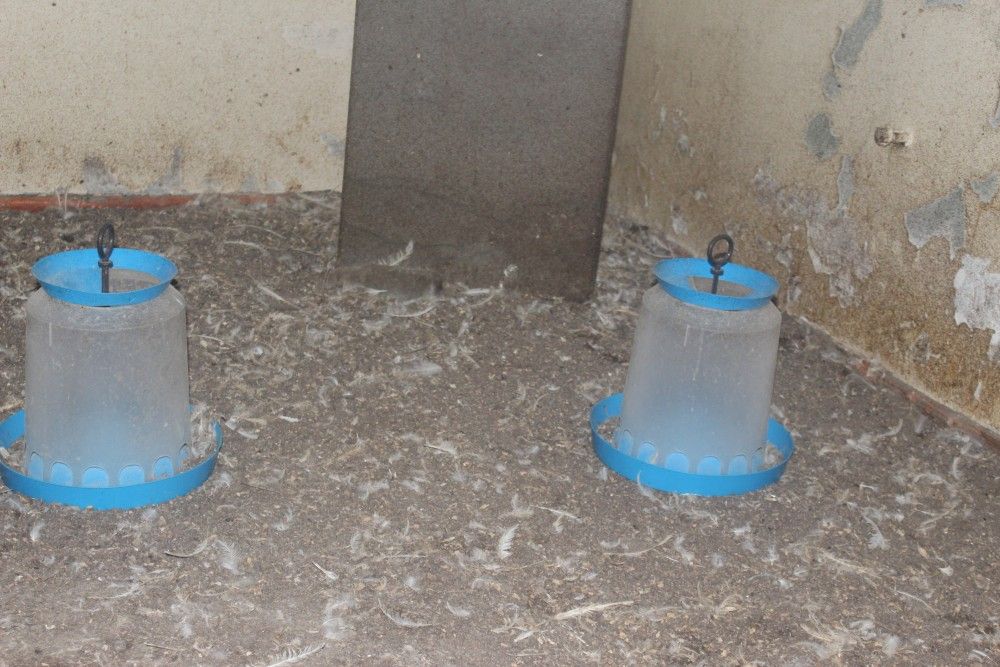 Петрозаводчанин устроил в подвале многоэтажного дома курятник