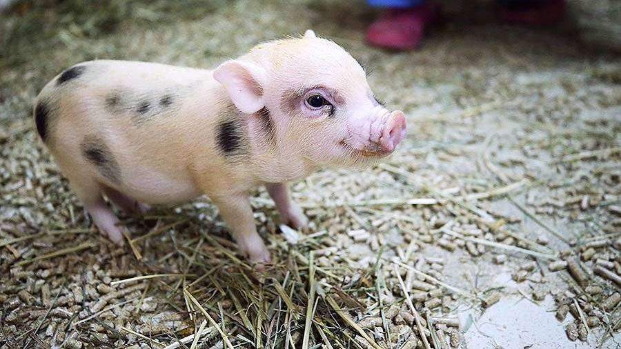 Женщина обвинила пару, которой отдала минипига, в поедании шашлыка из него