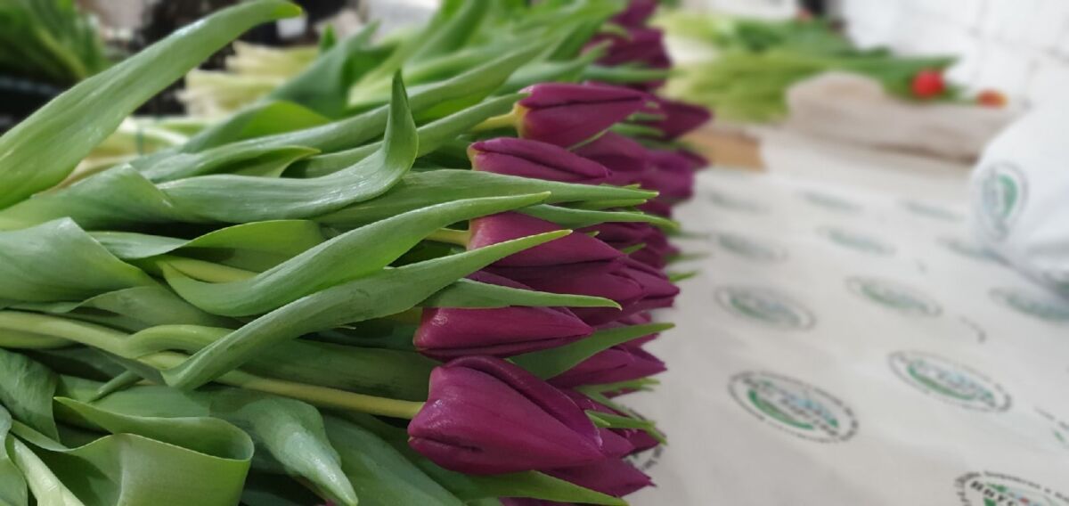 120000 тюльпанов вырастят карельские фермеры к 8 марта