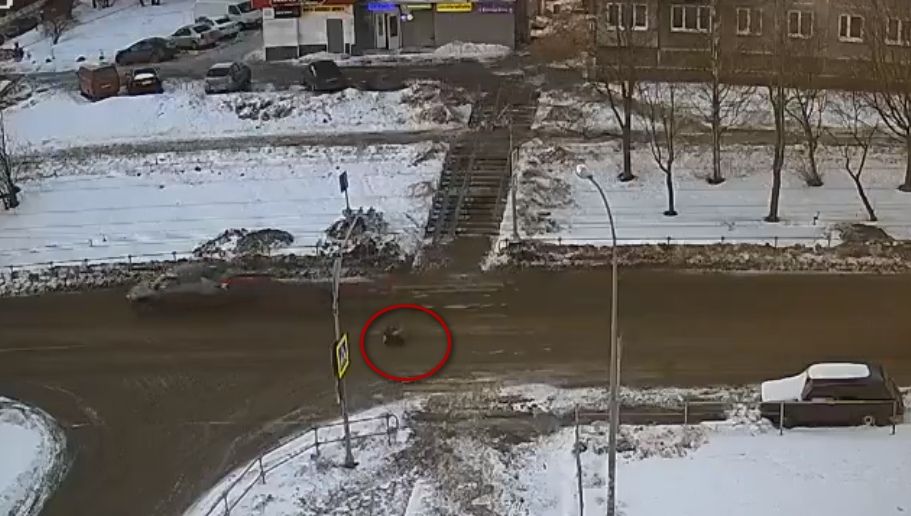 В Петрозаводске водитель сбил девушку на пешеходном переходе и уехал
