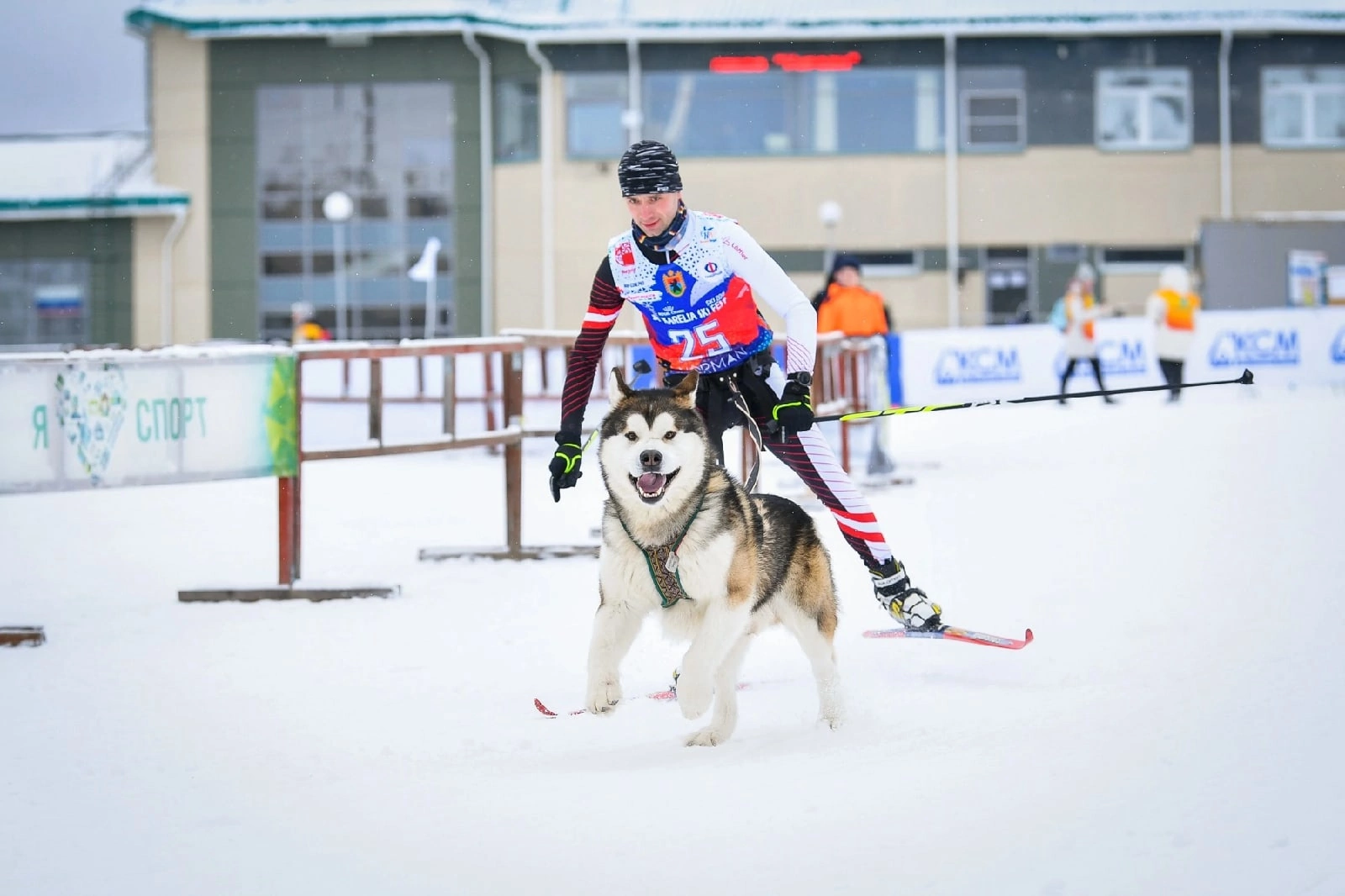 В Петрозаводске пройдут соревнования по ездовому спорту
