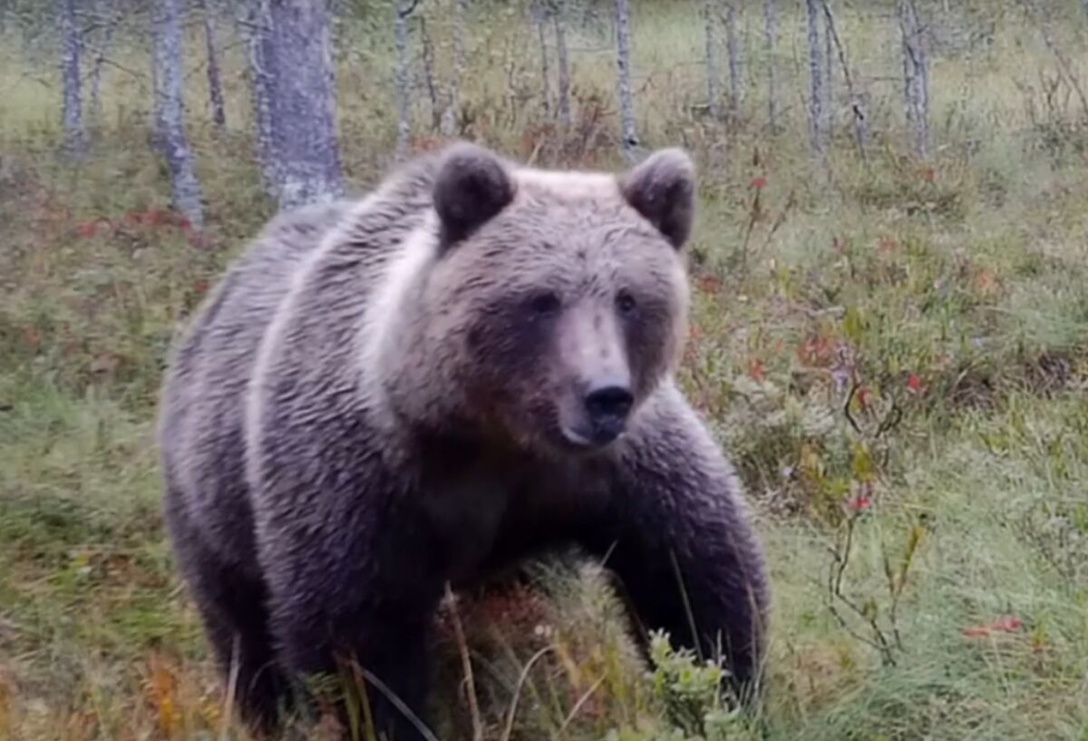 В карельском заповеднике сняли, как медведь увлеченно выискивает клюкву на болоте