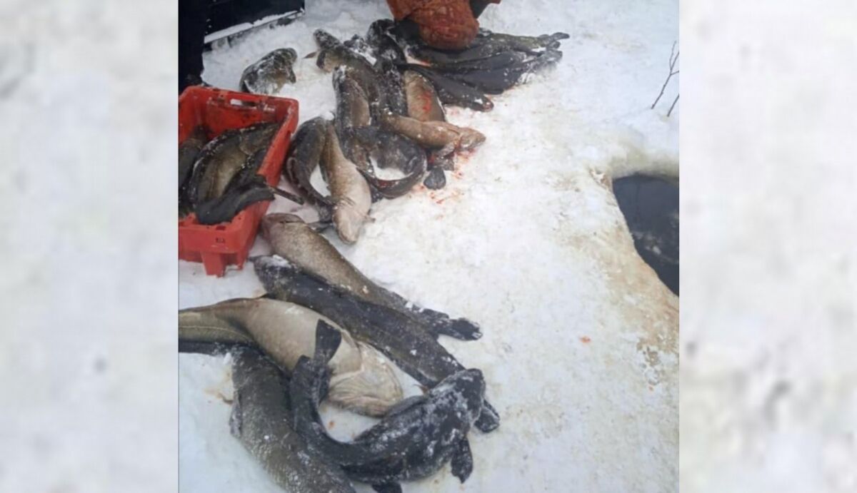 Рыбак в Пудожском районе незаконно наловил налима на 30 тысяч рублей