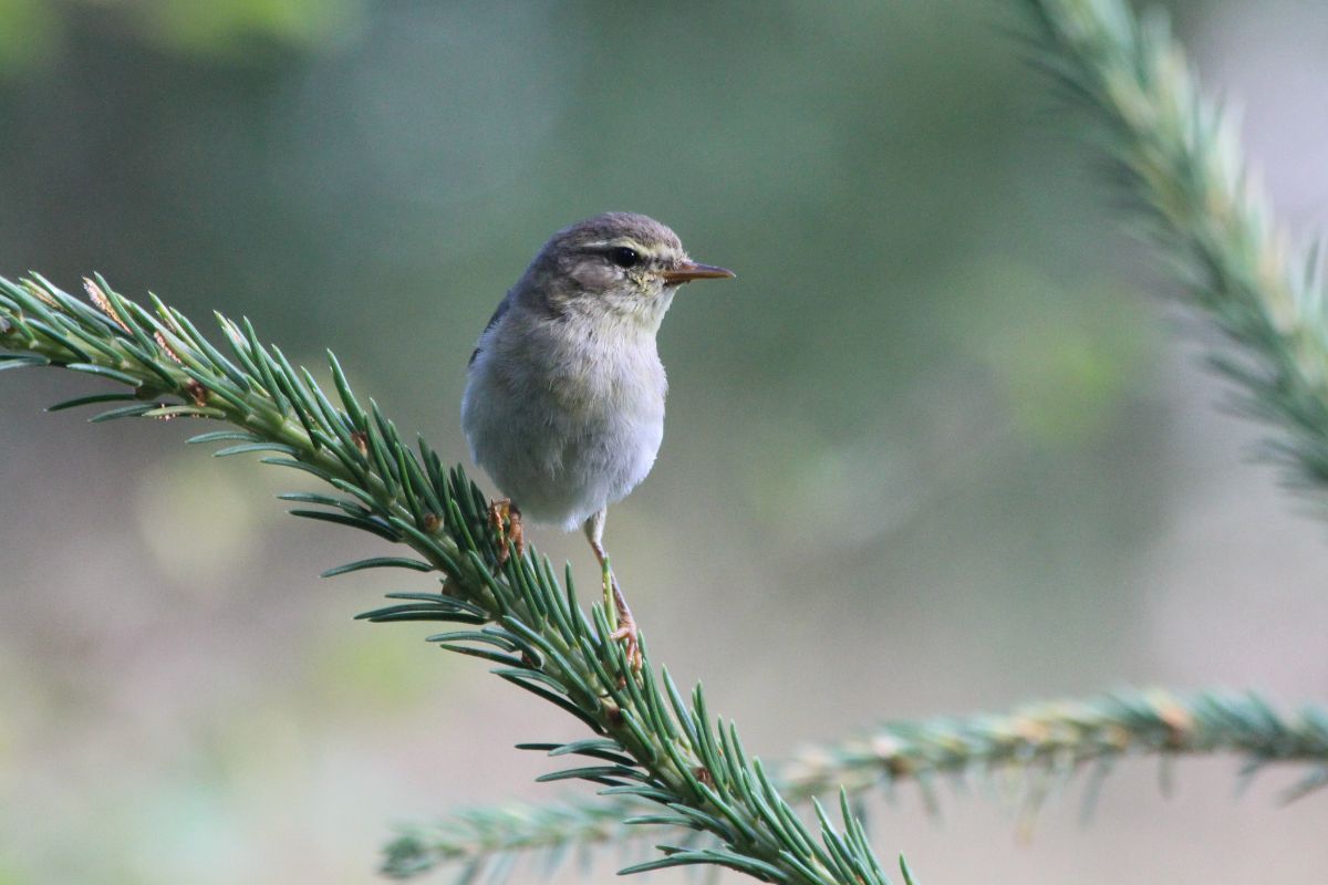Карельские ученые пытаются выяснить, как влияют вырубки лесов на сохранение разных видов птиц