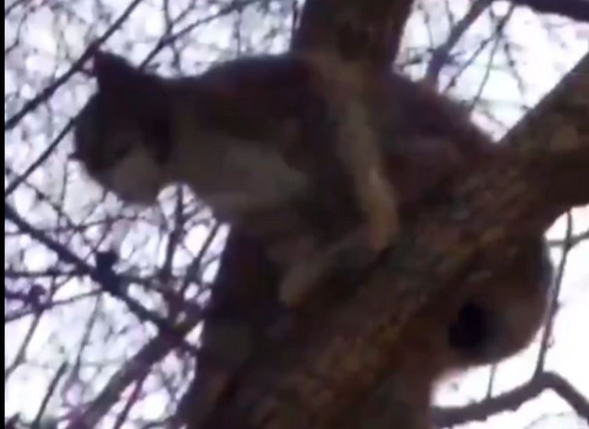 В центре Пудожа горожане сняли на видео рысь