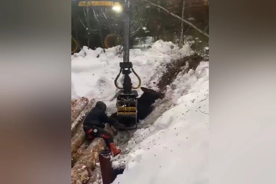 Лесорубы вытащили из ямы лося и сняли спасение на видео