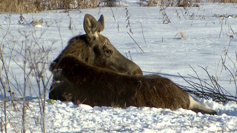В Олонецком районе браконьеры убили беременную лосиху