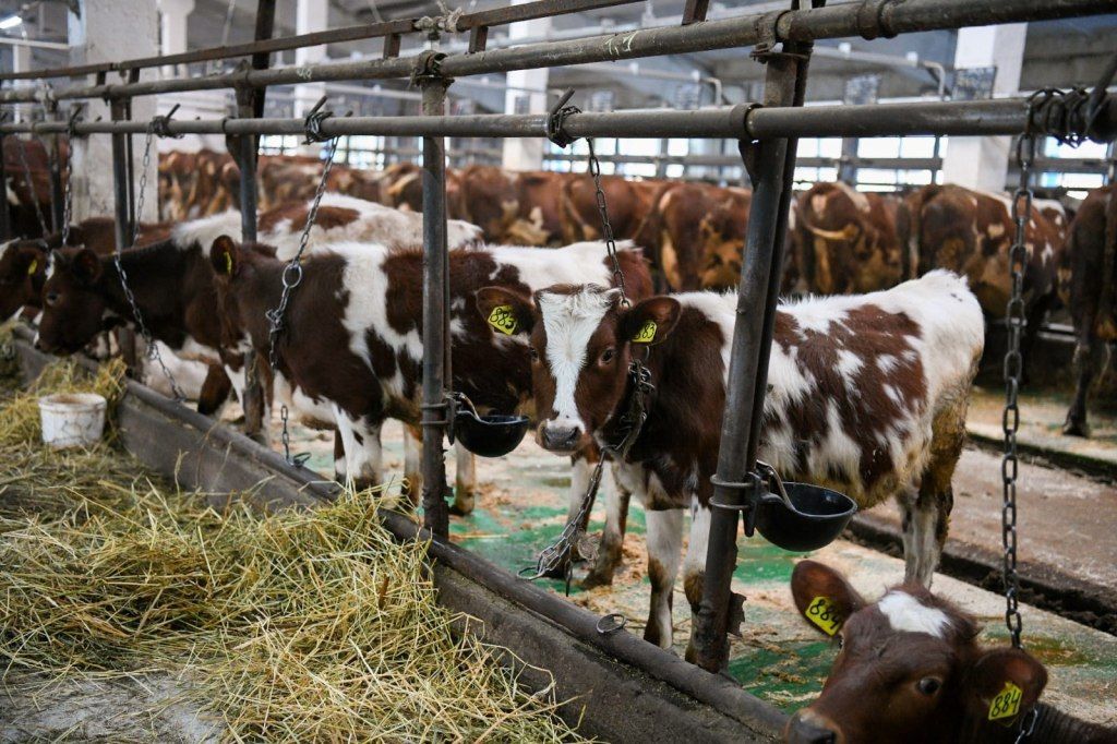 Компания из Петербурга построит в Карелии завод по переработке молока