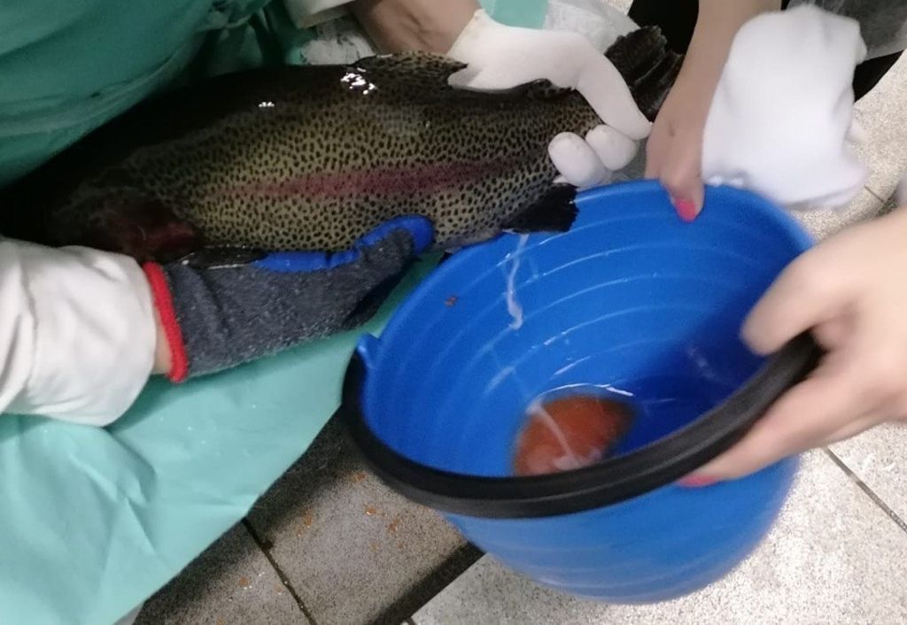 В ПетрГУ создают маточное стадо радужной форели для местных форелеводов