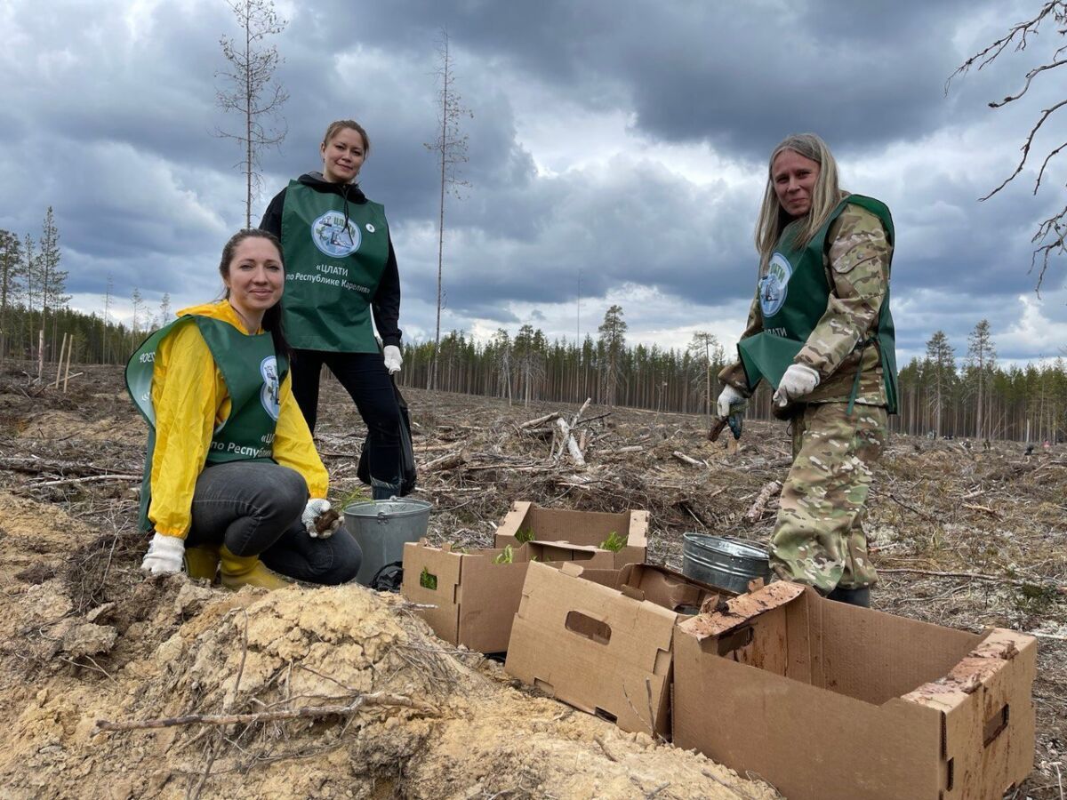 Около двух миллионов деревьев высадили волонтеры Карелии