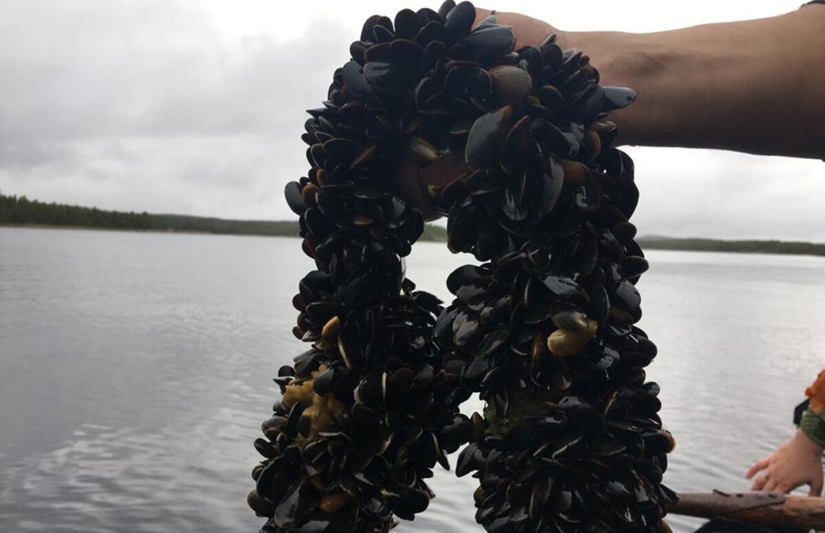 В Карелии в этом году планируется собрать первый урожай беломорских мидий