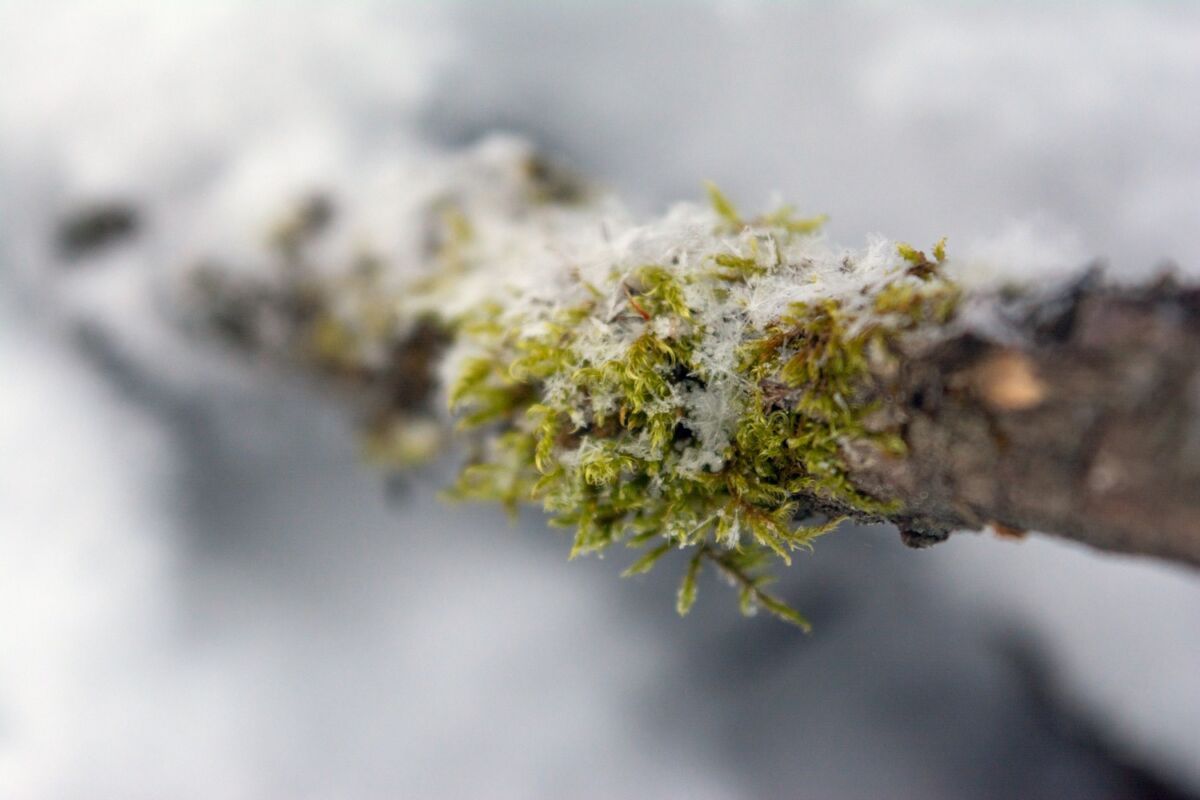 В отдельных районах Карелии обещают метель. Прогноз погоды на  10 февраля