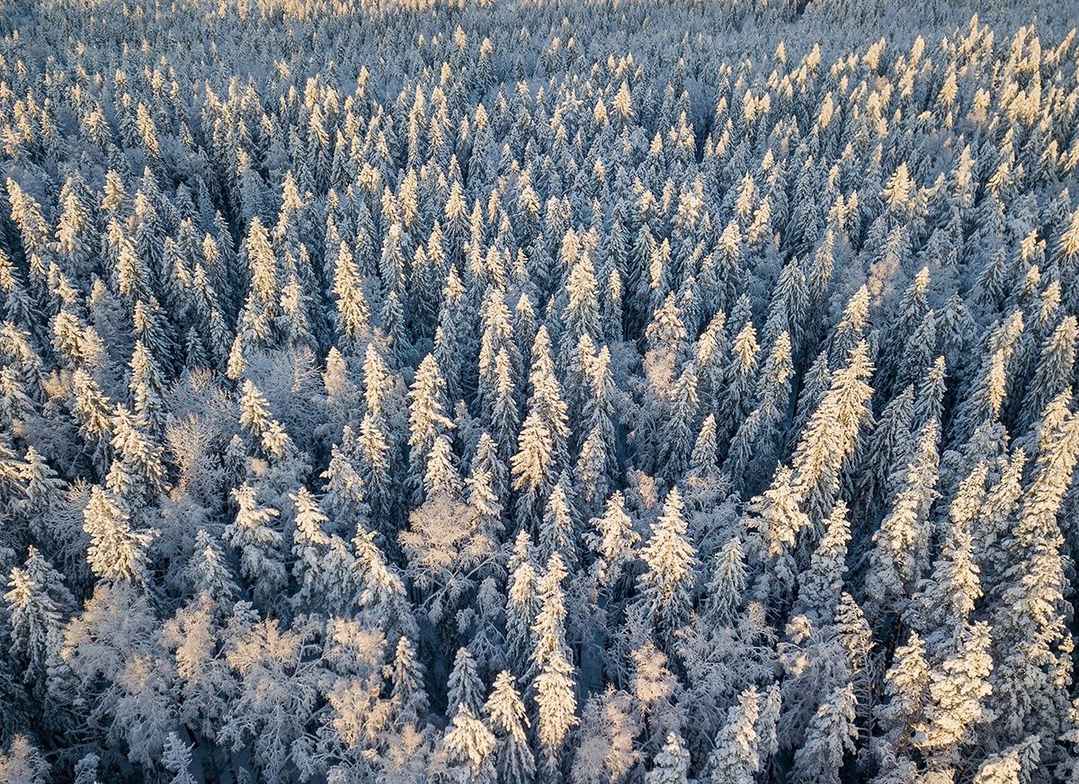 Температура воздуха в Карелии местами опустится до -29°С. Прогноз погоды на 22 февраля