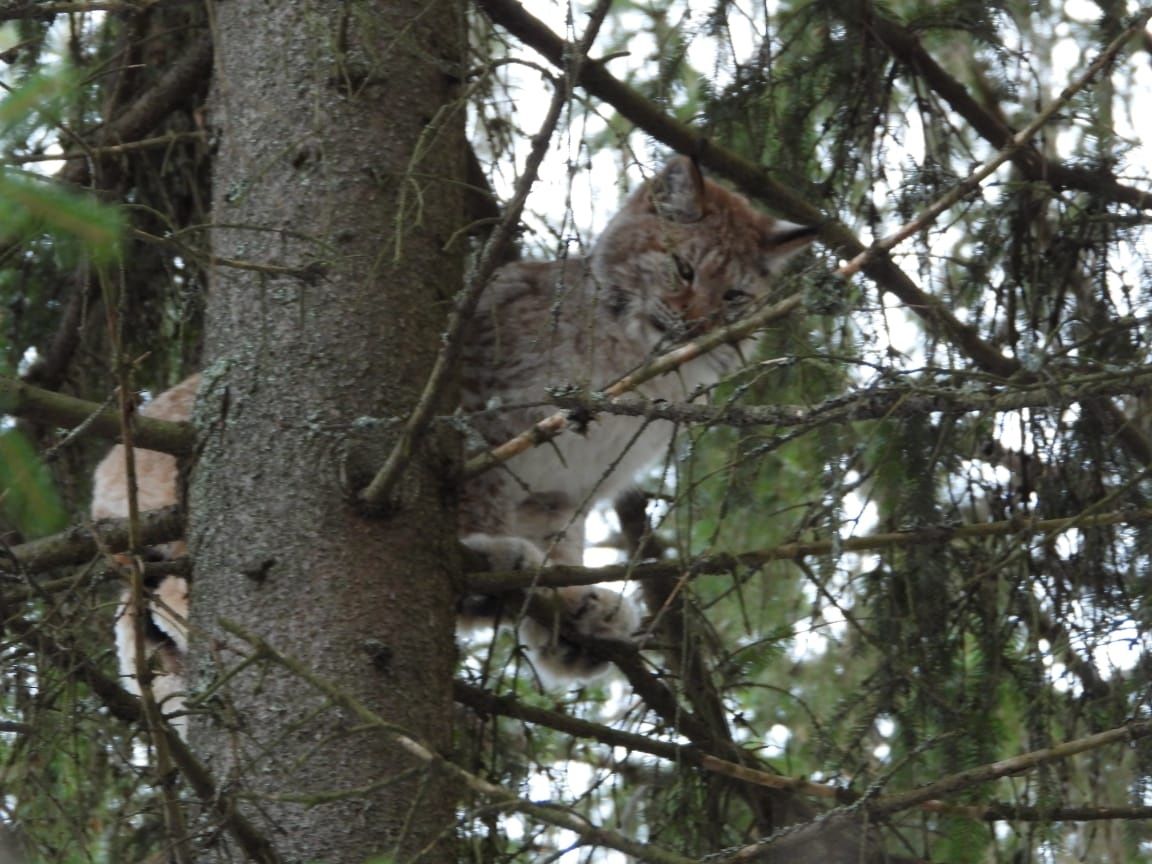 Специалисты Минприроды поймали рысь, гулявшую в Соломенном