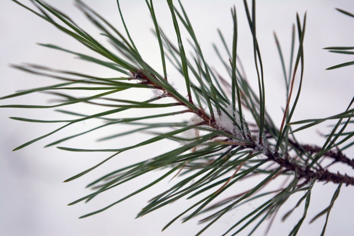 Небольшой снег и гололедица: прогноз погоды на 24 февраля