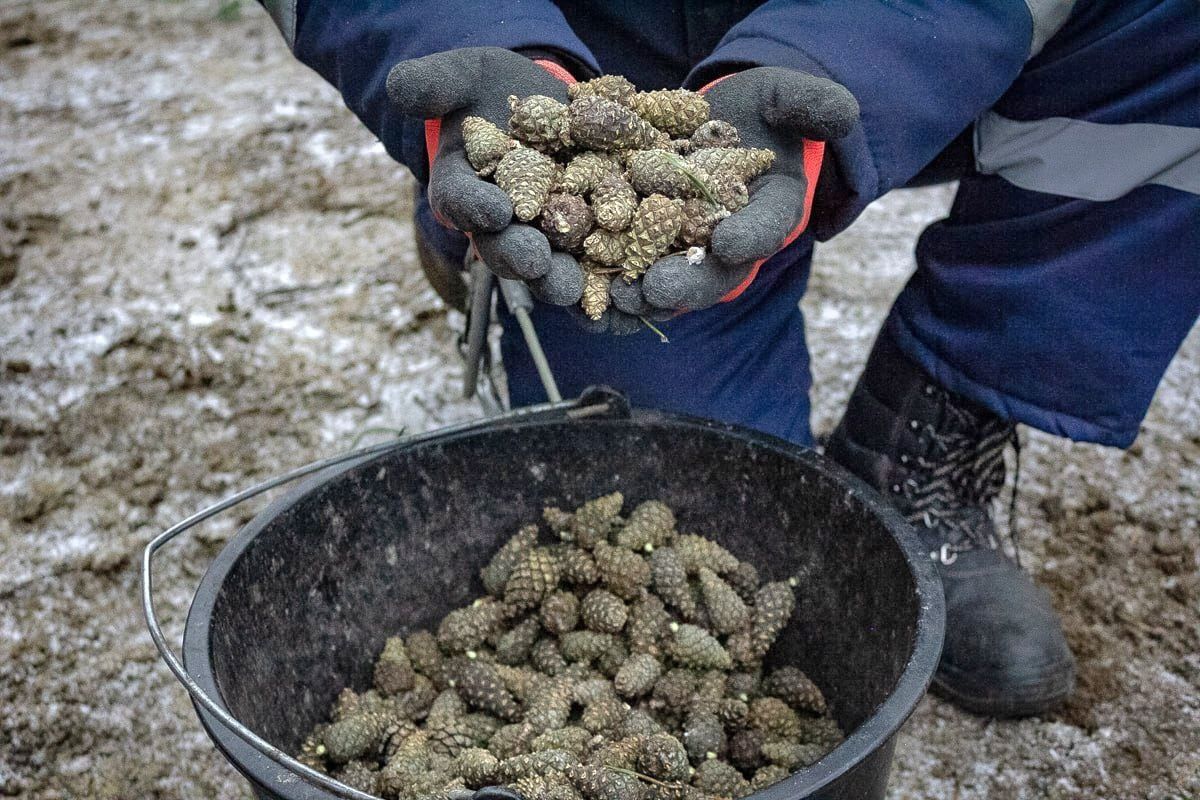 Более 72 тонн шишек сосны сдали жители Кареллесхозу