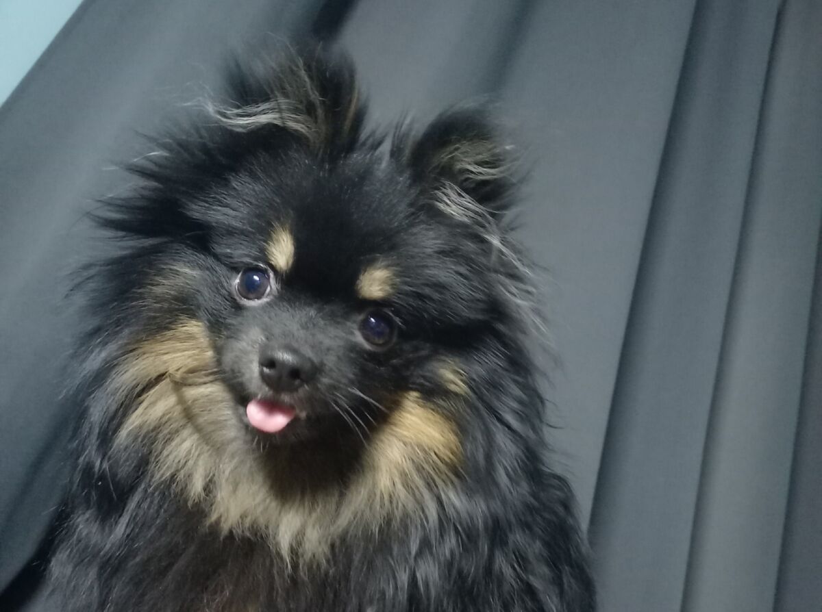 В Петрозаводске собаку во время прогулки унесло течением под лед В Петрозаводске собаку во время прогулки унесло течением под лед