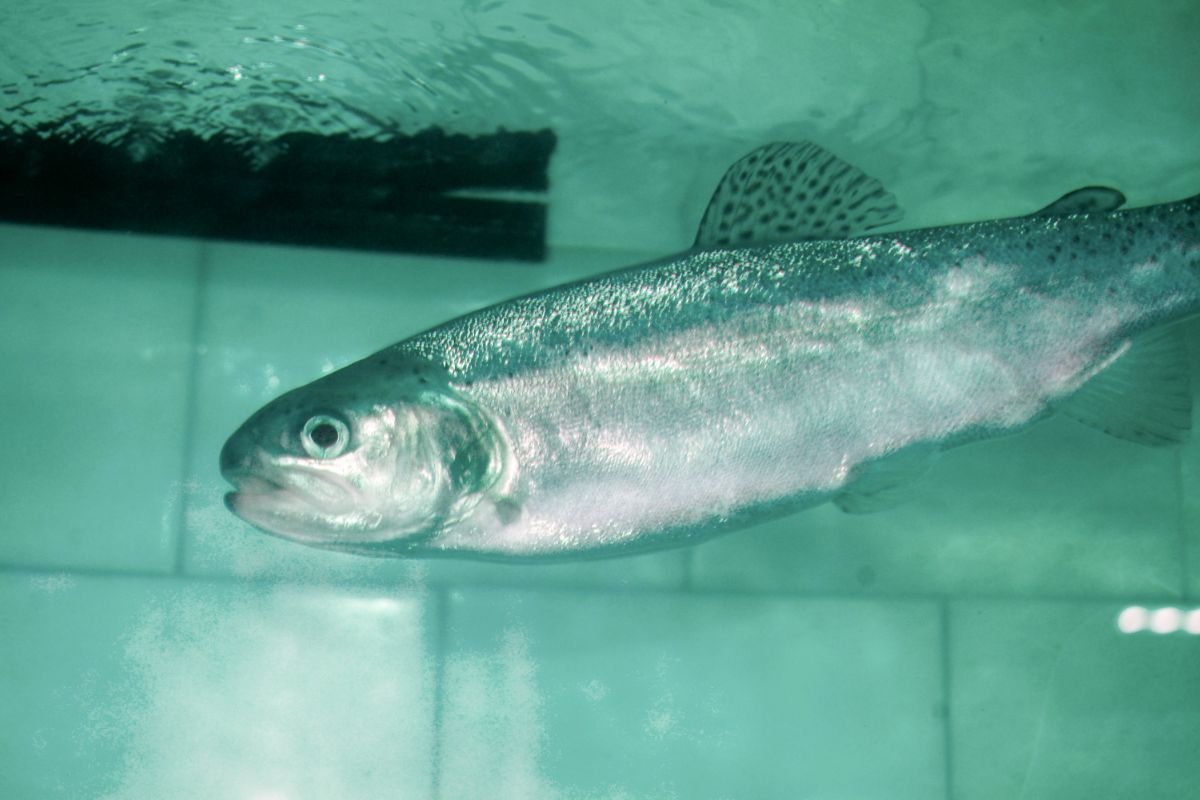 Карельские ученые нашли замену антибиотикам при выращивании форели