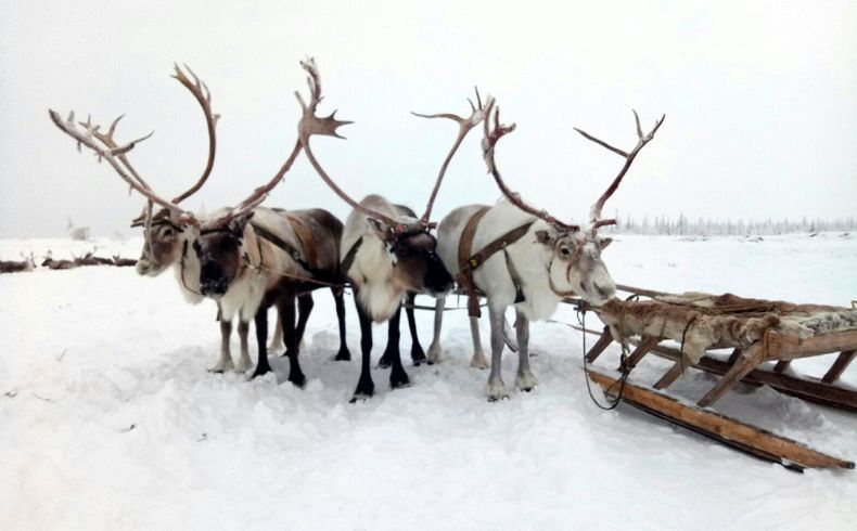 Ночью до минус 22. Прогноз погоды в Карелии на 6 февраля