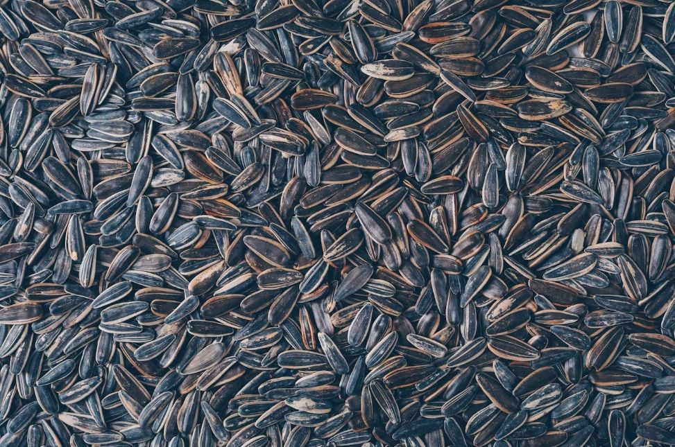 В Карелию завезли семена подсолнечника с карантинным сорняком