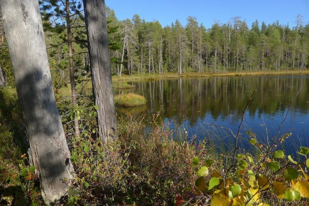 Сегежский ЦБК прекратит рубки на территории планируемого заказника «Максимъярви» Сегежский ЦБК прекратит рубки на территории планируемого заказника «Максимъярви»