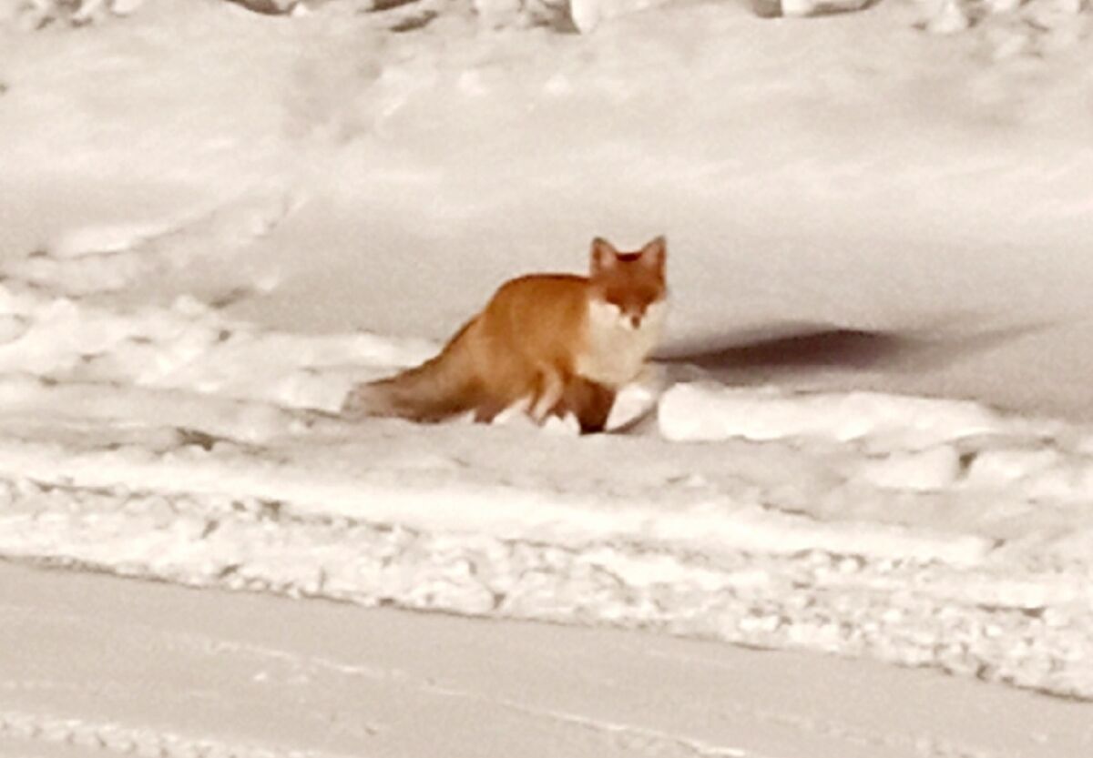В Петрозаводске лиса пришла на стадион «Спартак»
