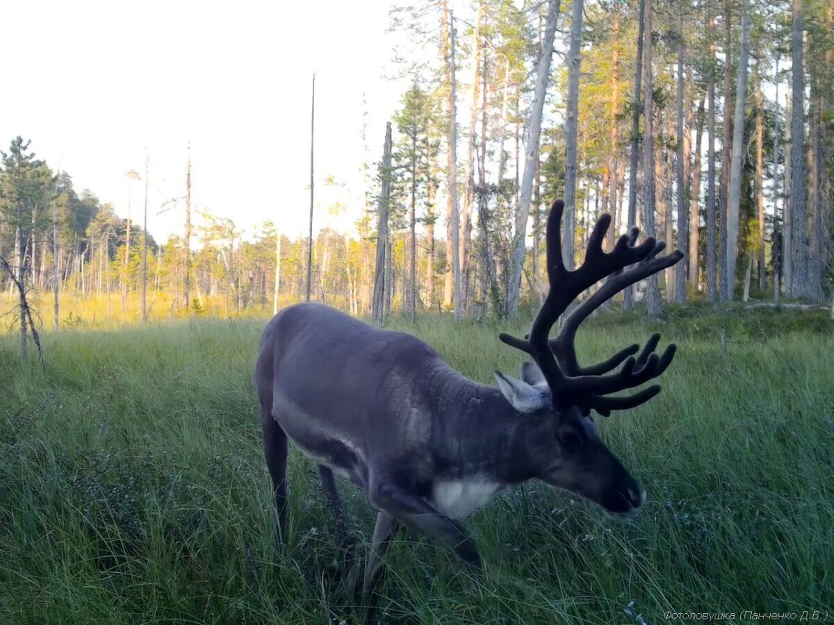 Массовые рубки в планируемом заказнике “Максимъярви” стали поводом для обращения экологов в природоохранную прокуратуру Массовые рубки в планируемом заказнике “Максимъярви” стали поводом для обращения экологов в природоохранную прокуратуру