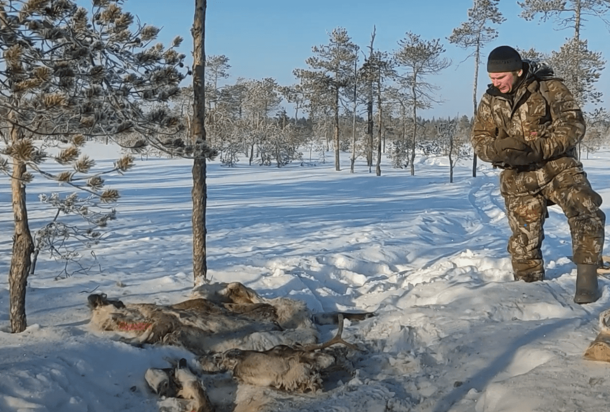 В Кемском районе нашли останки краснокнижного северного оленя