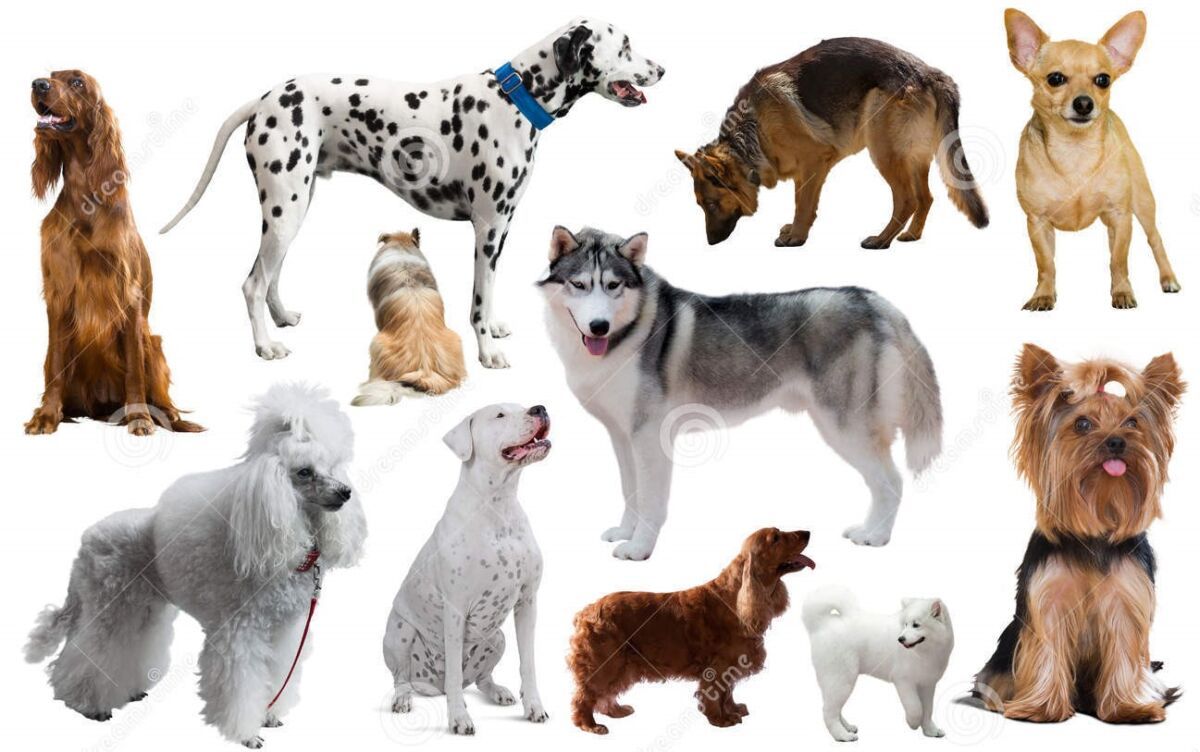 Покупка питомца через Интернет обернулась для петрозаводчанина потерей денег