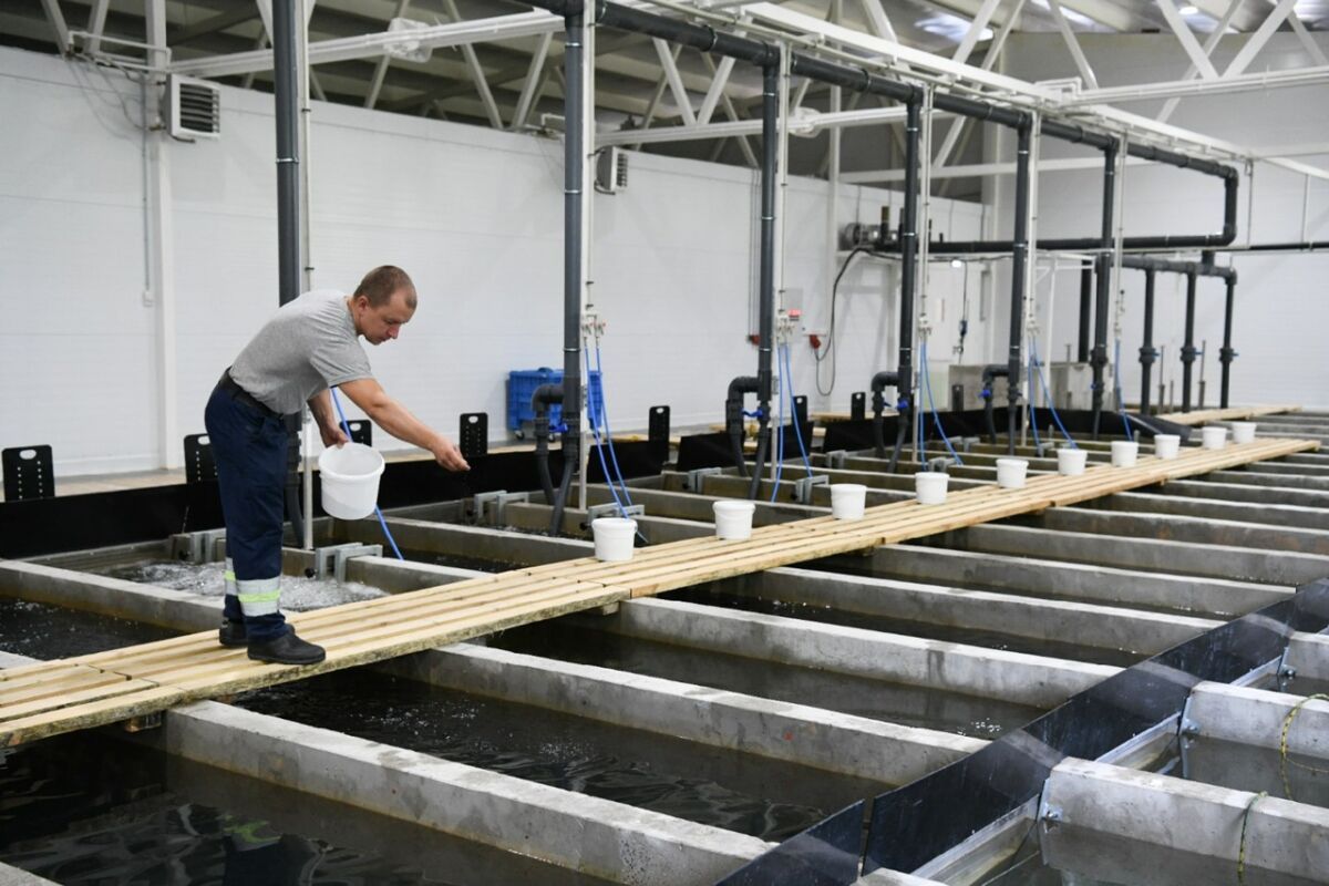 Карельская компания выращивает товарную форель в бассейнах