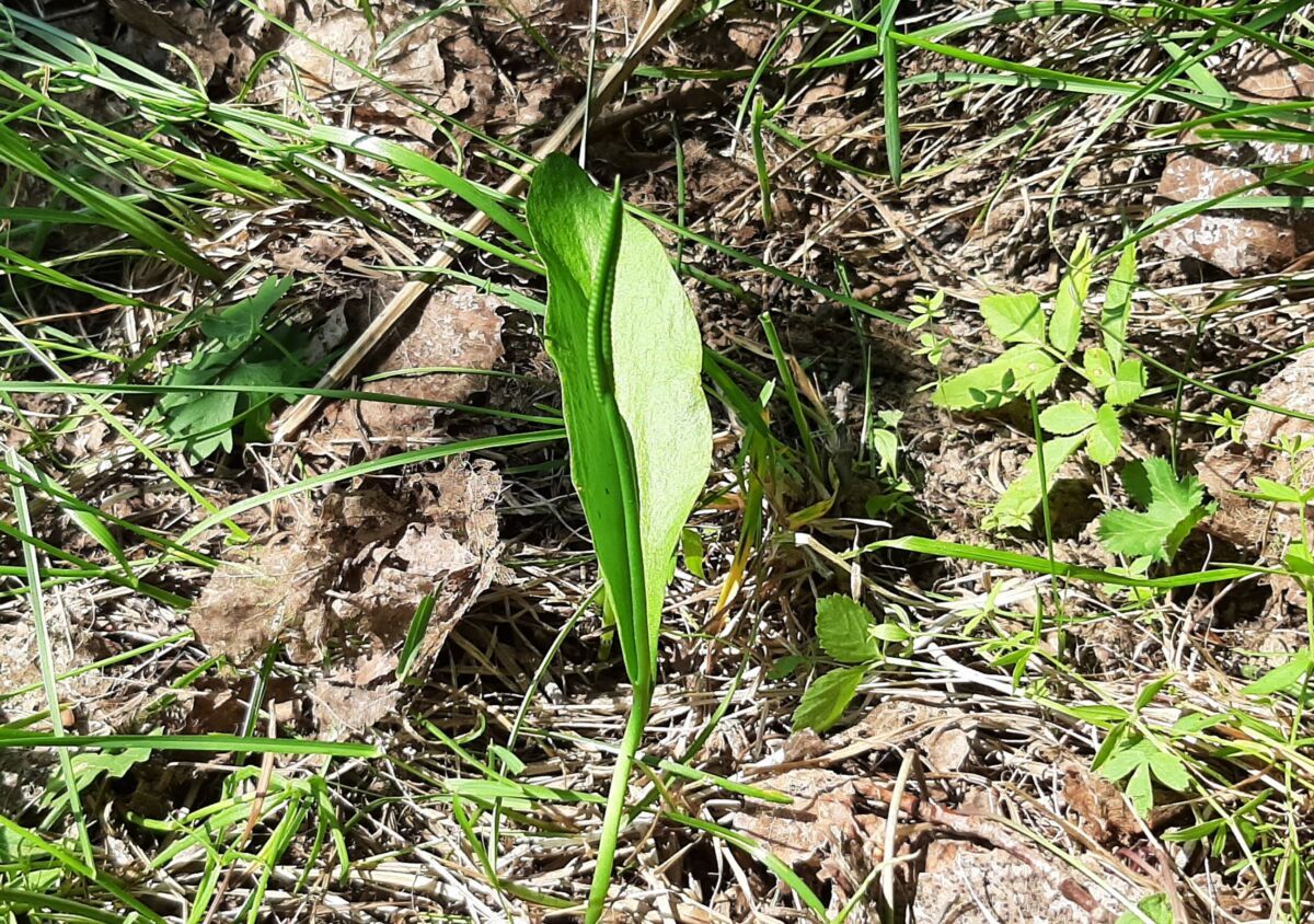 Необычный папоротник обнаружили в Водлозерском парке