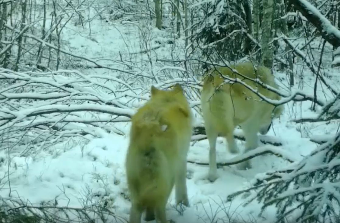 Волки снова кошмарят жителей Матросов