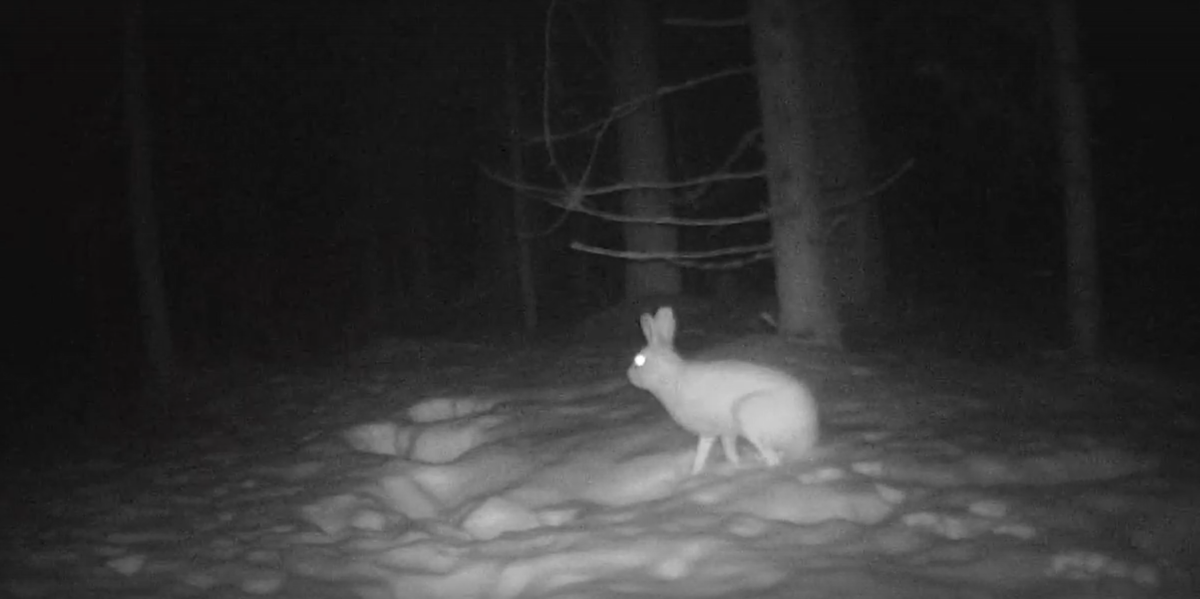 Символ года вновь попал в объектив фотоловушки фельдшера Питкярантской ЦРБ