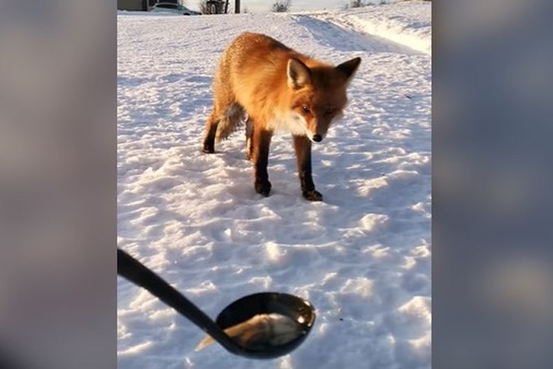 Лису накормили ухой в карельской деревне