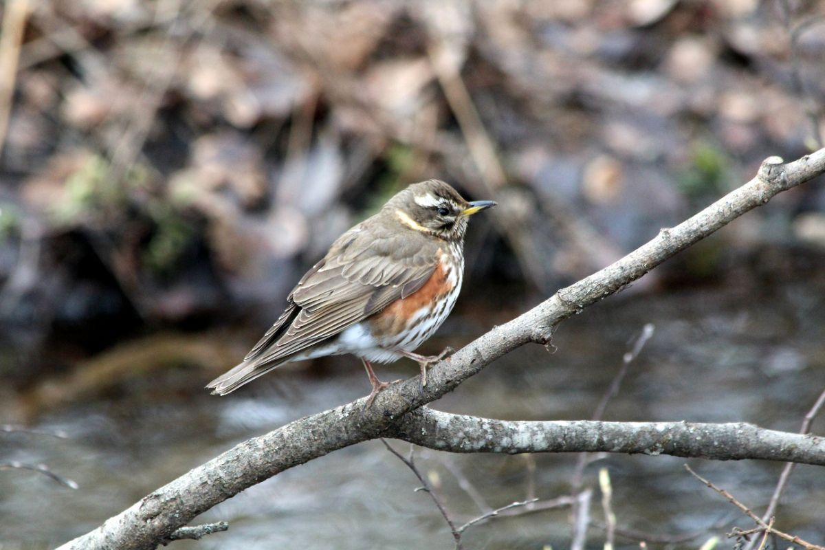 Карельские ученые предлагают поучаствовать в подсчете птиц