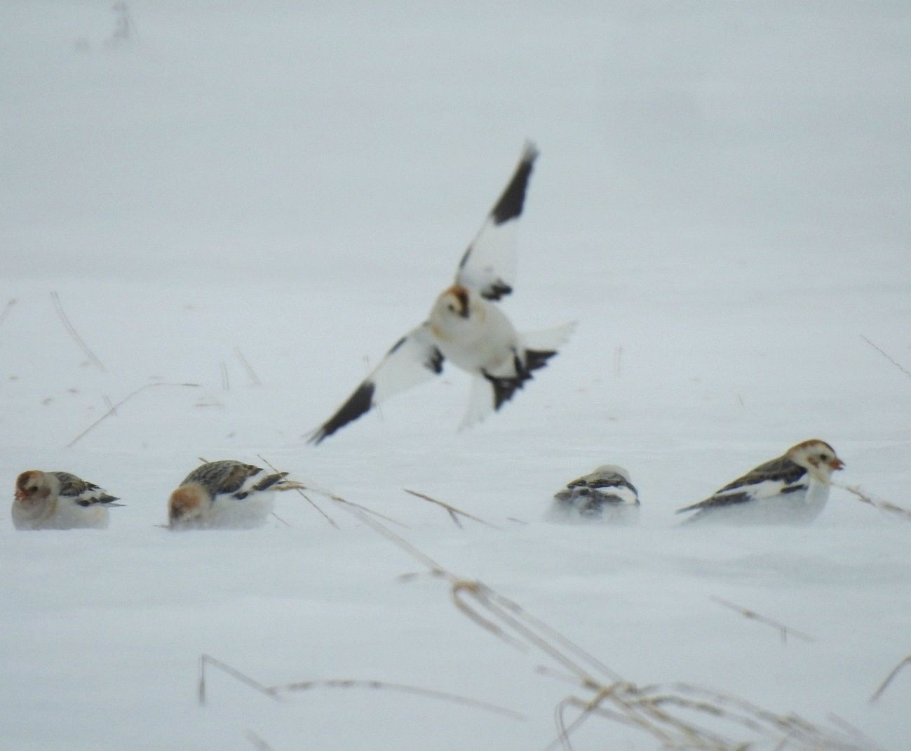 Снежных подорожников запечатлела на камеру жительница Карелии