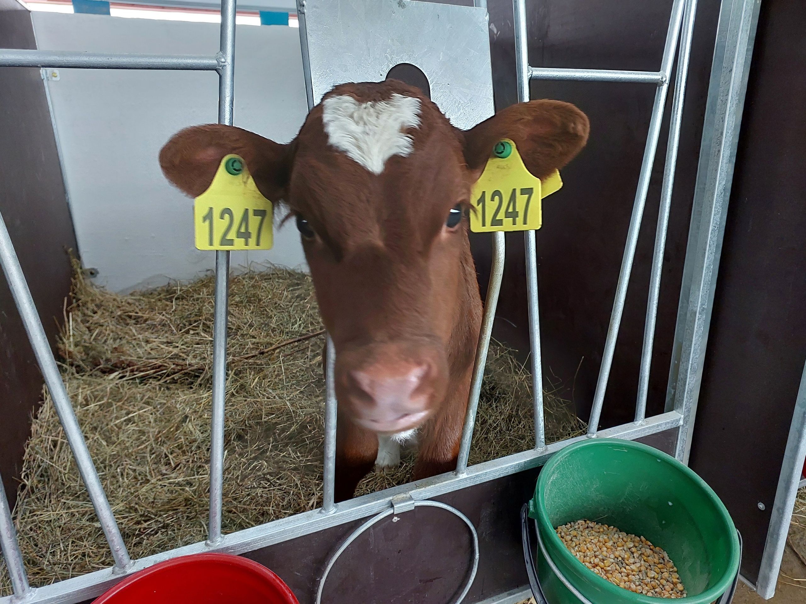 Новый телятник открыли в Олонецком районе