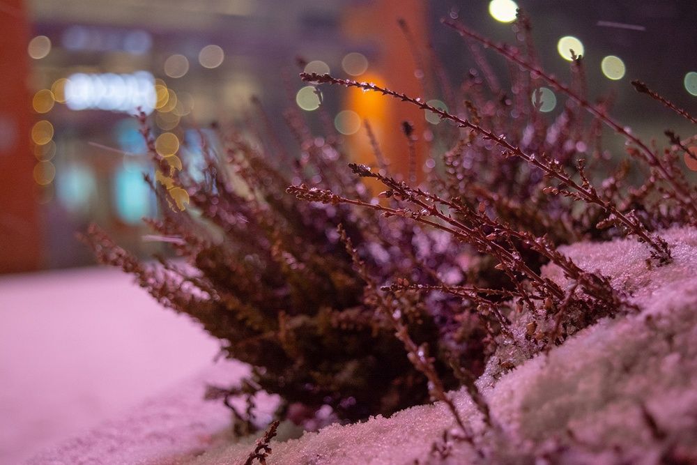 Ночью в Карелии до -14°С, а днем до +2°С. Прогноз погоды на 2 марта