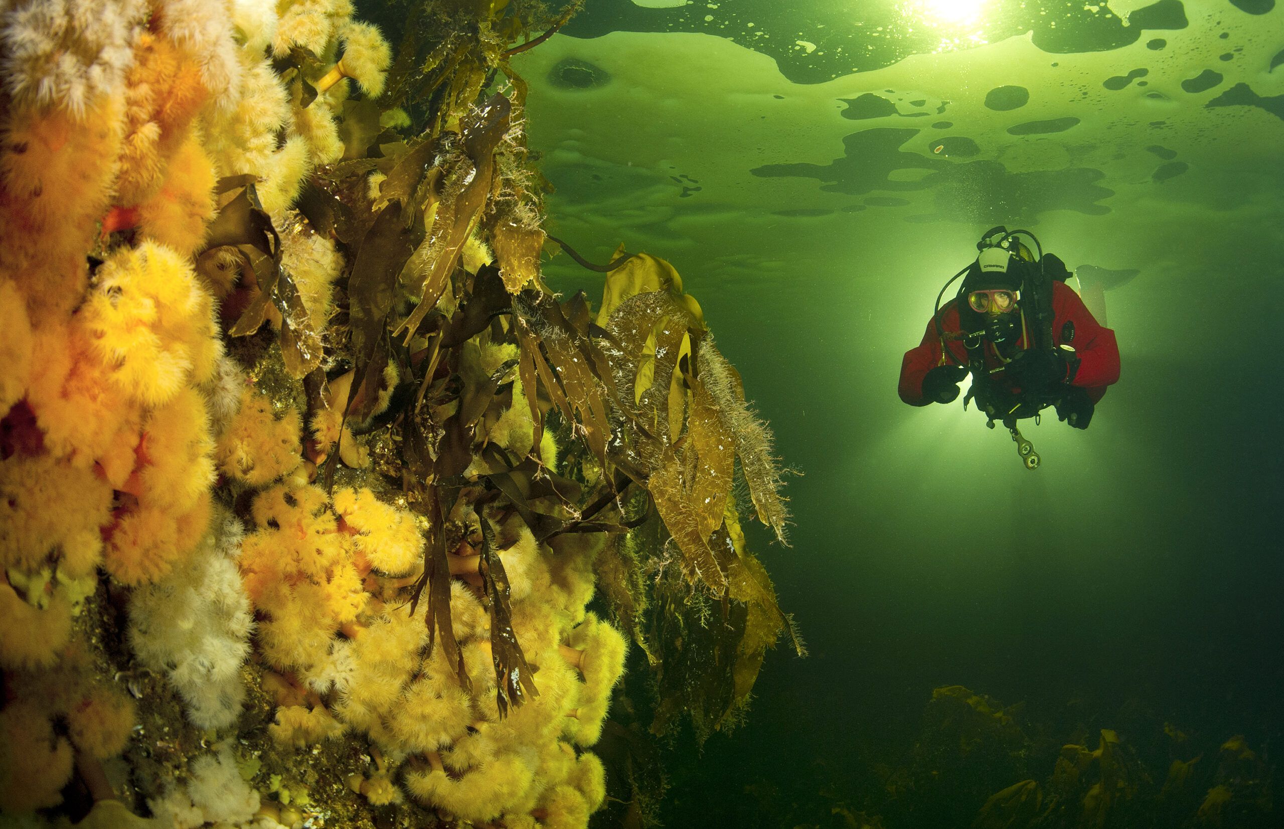 Первые в мире соревнования по подледному фридайвингу пройдут в Карелии