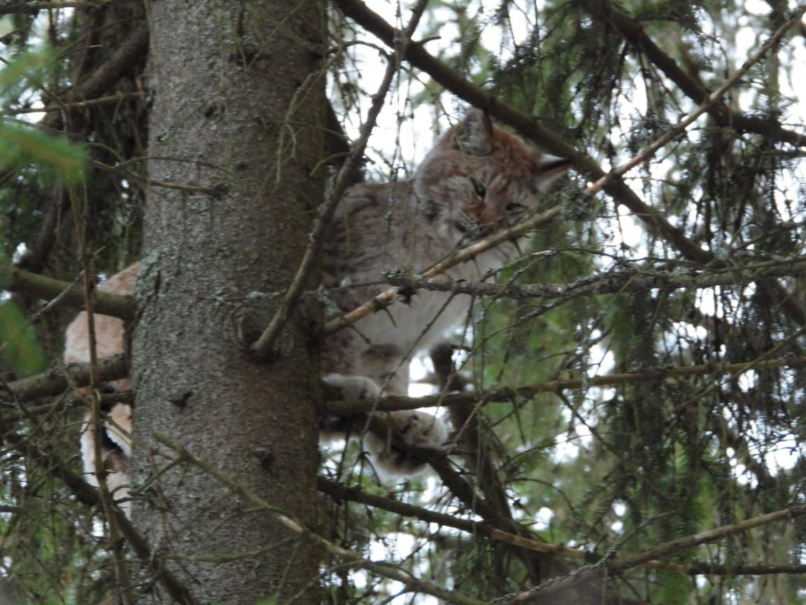 В Минприроды рассказали о состоянии рыси, которую поймали в Петрозаводске и отправили на реабилитацию