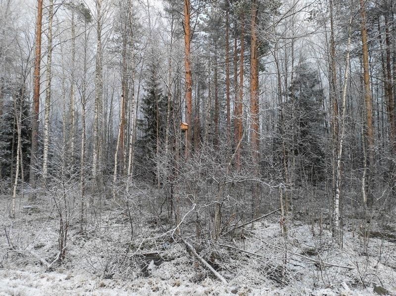 С зимой прощаться рано: в Карелии может подморозить до -20℃