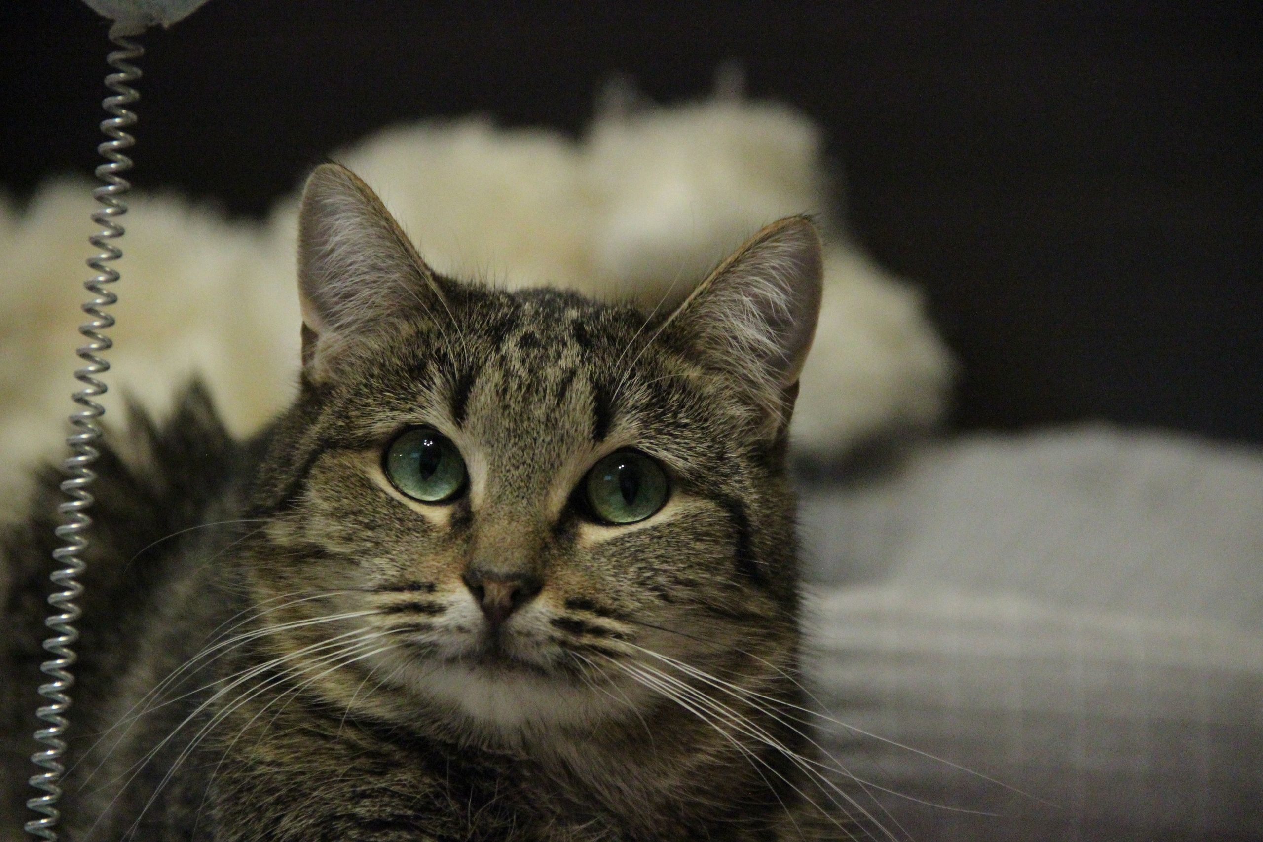 В Петрозаводске пройдет выставка-раздача животных «Мартовские коты»