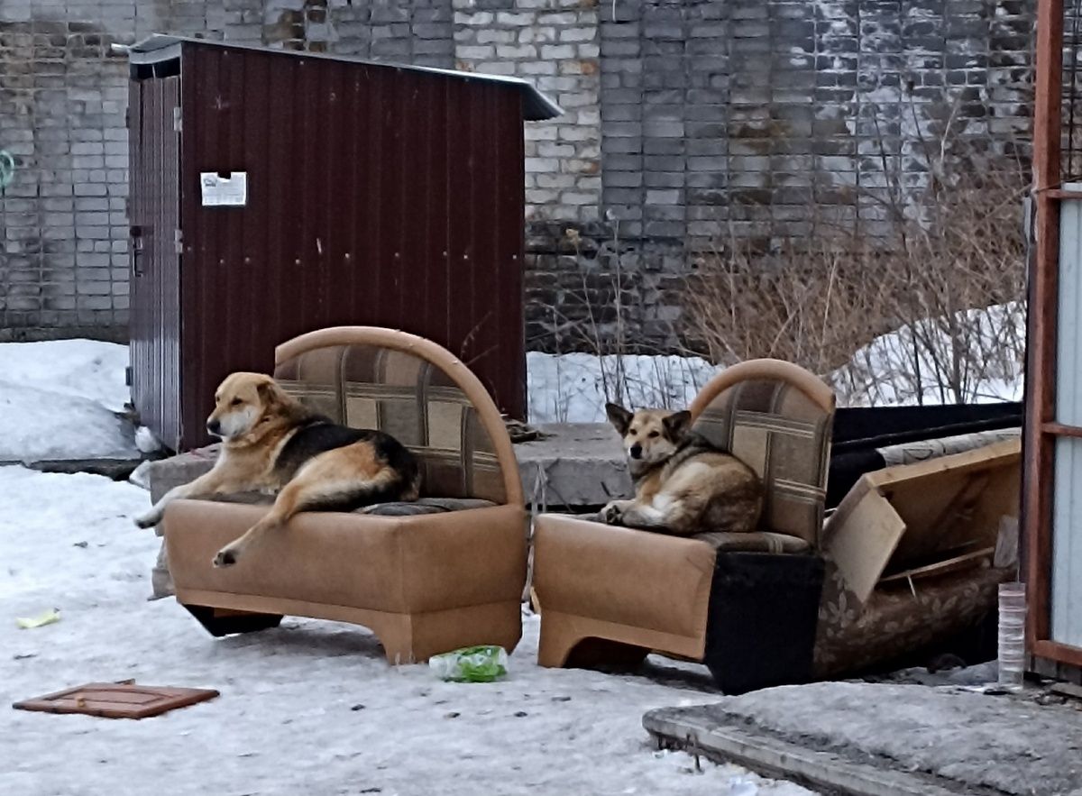 В Беломорске бездомные собаки отдыхают на диванах у мусорной площадки