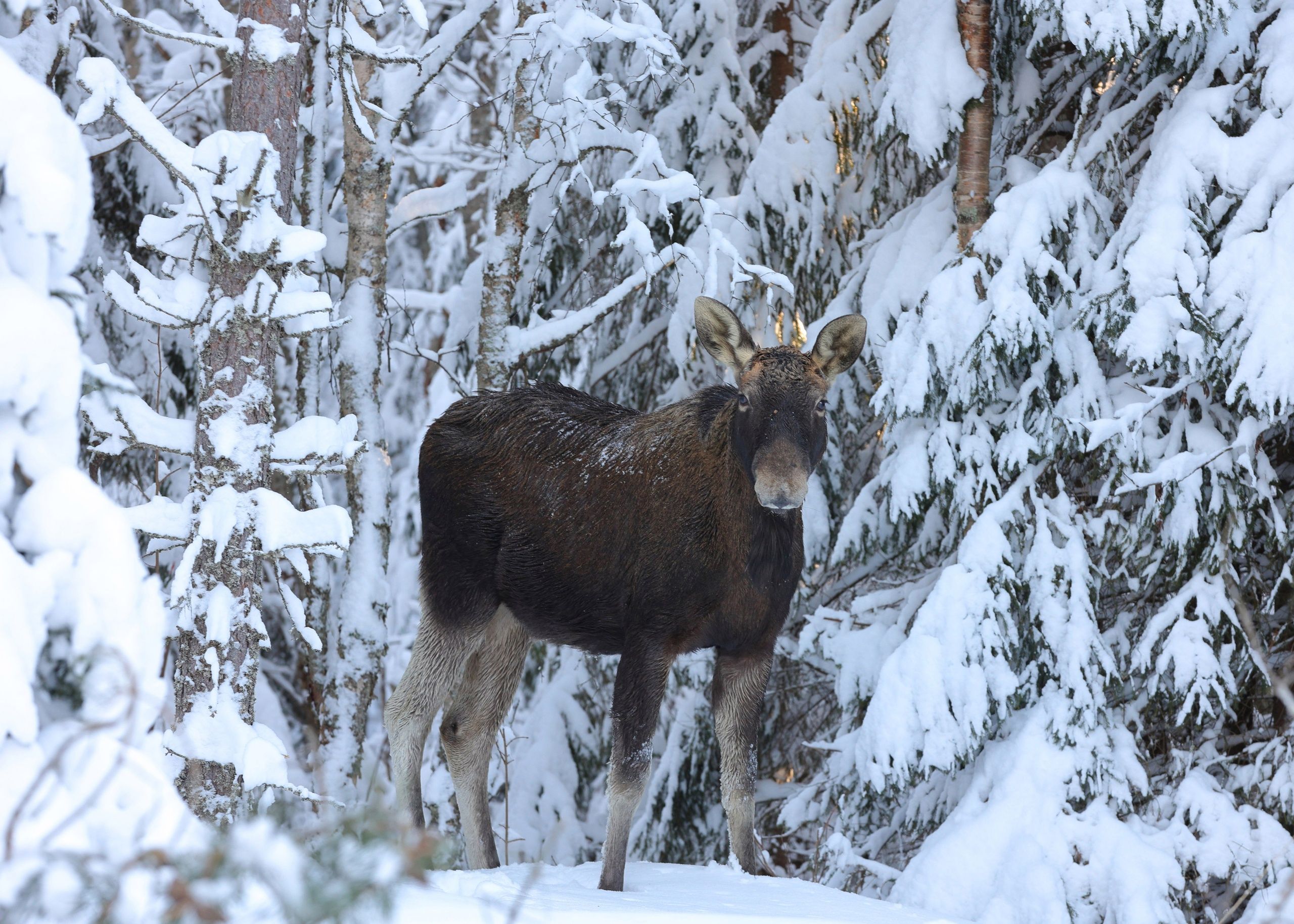 Инок Валаамской обители сфотографировал в лесу лося
