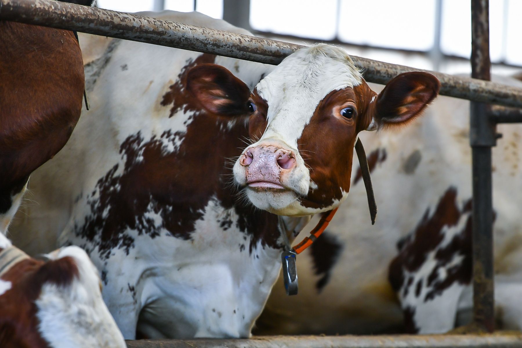 В Карелии начался прием заявок на получение грантов для развития фермерских хозяйств