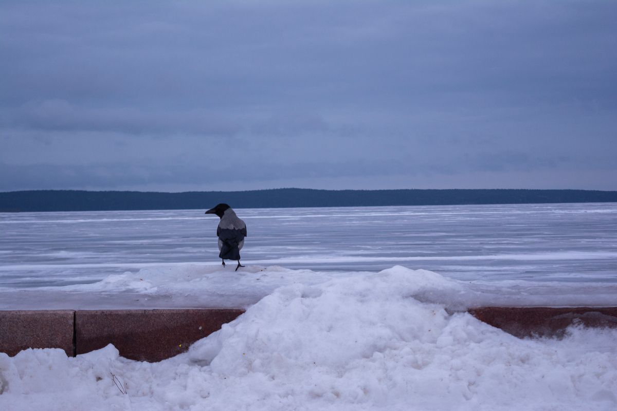 Петрозаводчанин рассказал о стрелке, который убивает птиц в городе