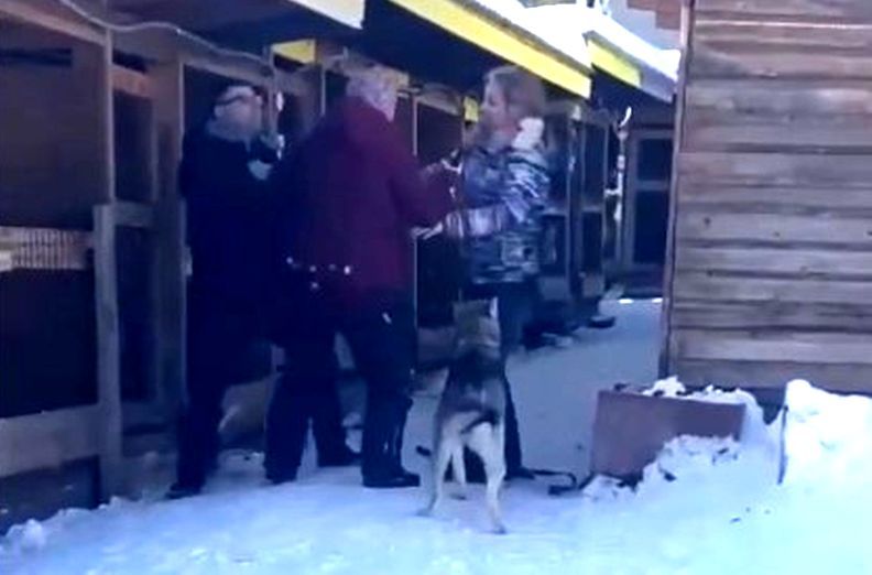 «Проникла в вольер и сама укусила директора». Другая версия драки в Медвежьегорском приюте